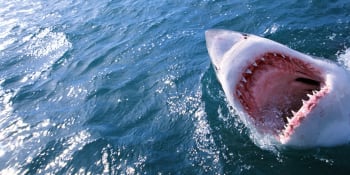 Útok žraloka na Bahamách: Žena přišla o nohu. Všude byla krev, bála jsem se smrti, popsala