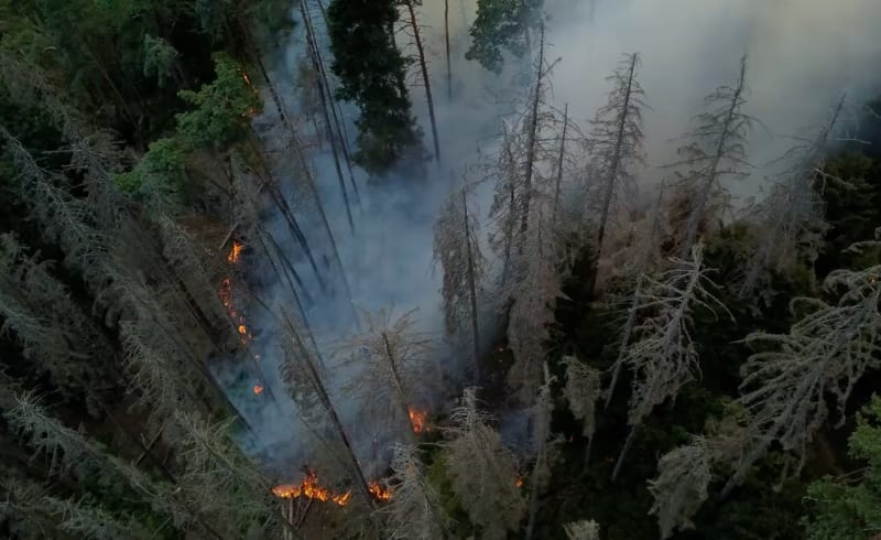 Starosta města Krásná Lípa Jan Kolář míní, že oheň nemusel České Švýcarsko zasáhnout v takovém rozsahu, kdyby v lesích nebylo ponecháno dřevo napadené kůrovcem.