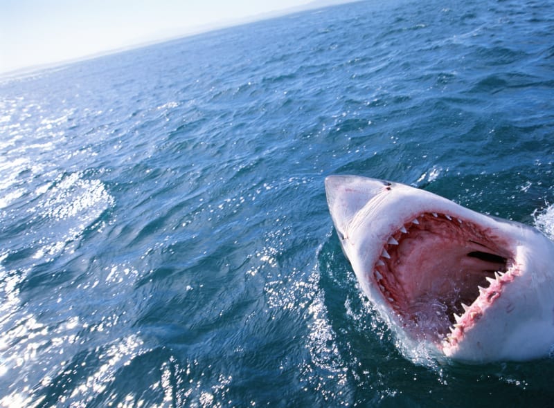 Velký bílý žralok útočí zespodu 