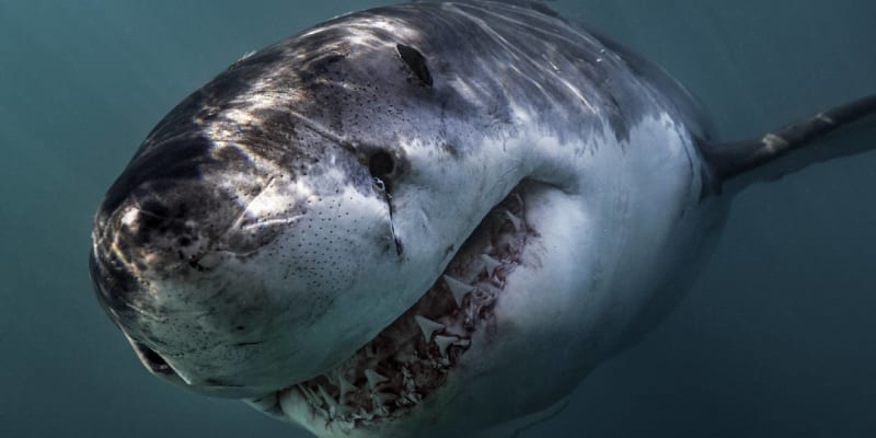 Setkání s velkým bílý žralokem doslova z očí do očí