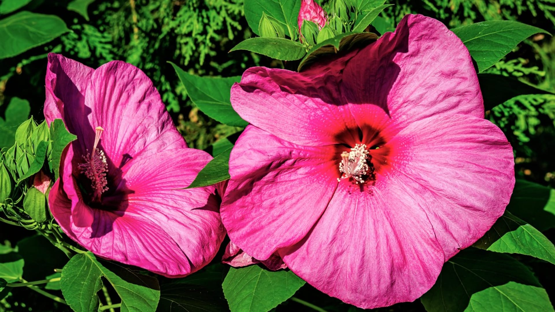 Ibišek (Hibiscus) tvoří květové pupeny na letošních výhonech.