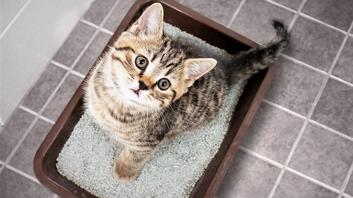 Stelivo pro kočky skvěle pohlcuje vlhkost i zápach. 10 tipů, jak kočkolit netradičně využít 