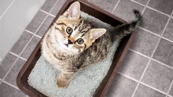Stelivo pro kočky skvěle pohlcuje vlhkost i zápach. 10 tipů, jak netradičně využít kočkolit