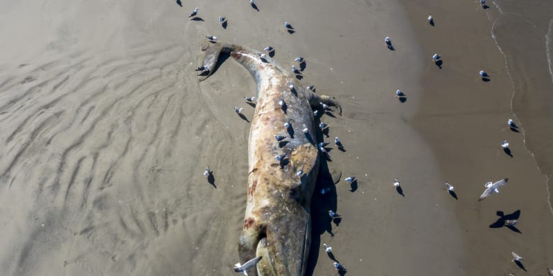 Mrtvá velryba na pláži