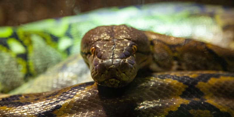 Anakonda je nejtěžší had světa