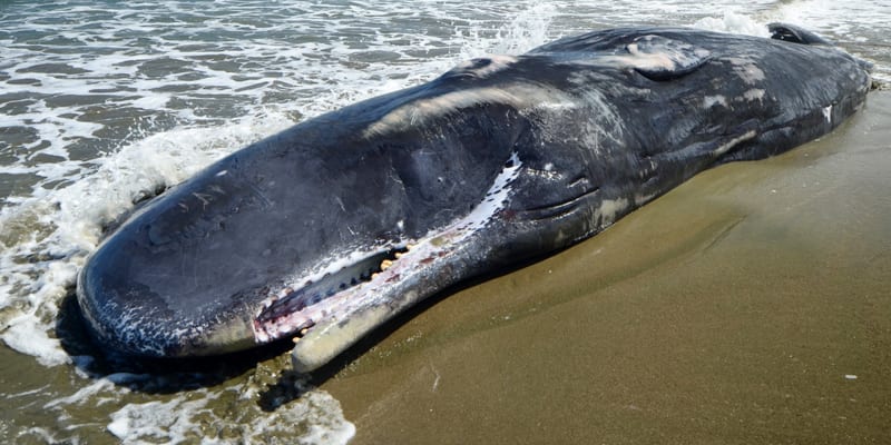 Úmrtí velryb halí rouška tajemství