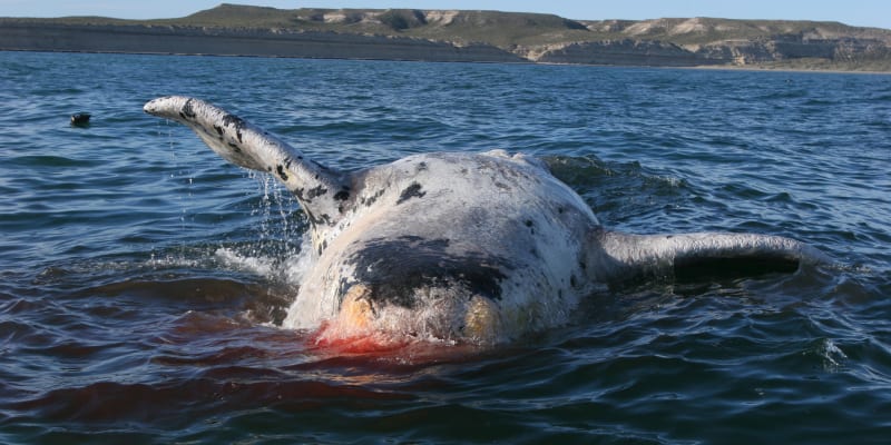 Mrtvá velryba
