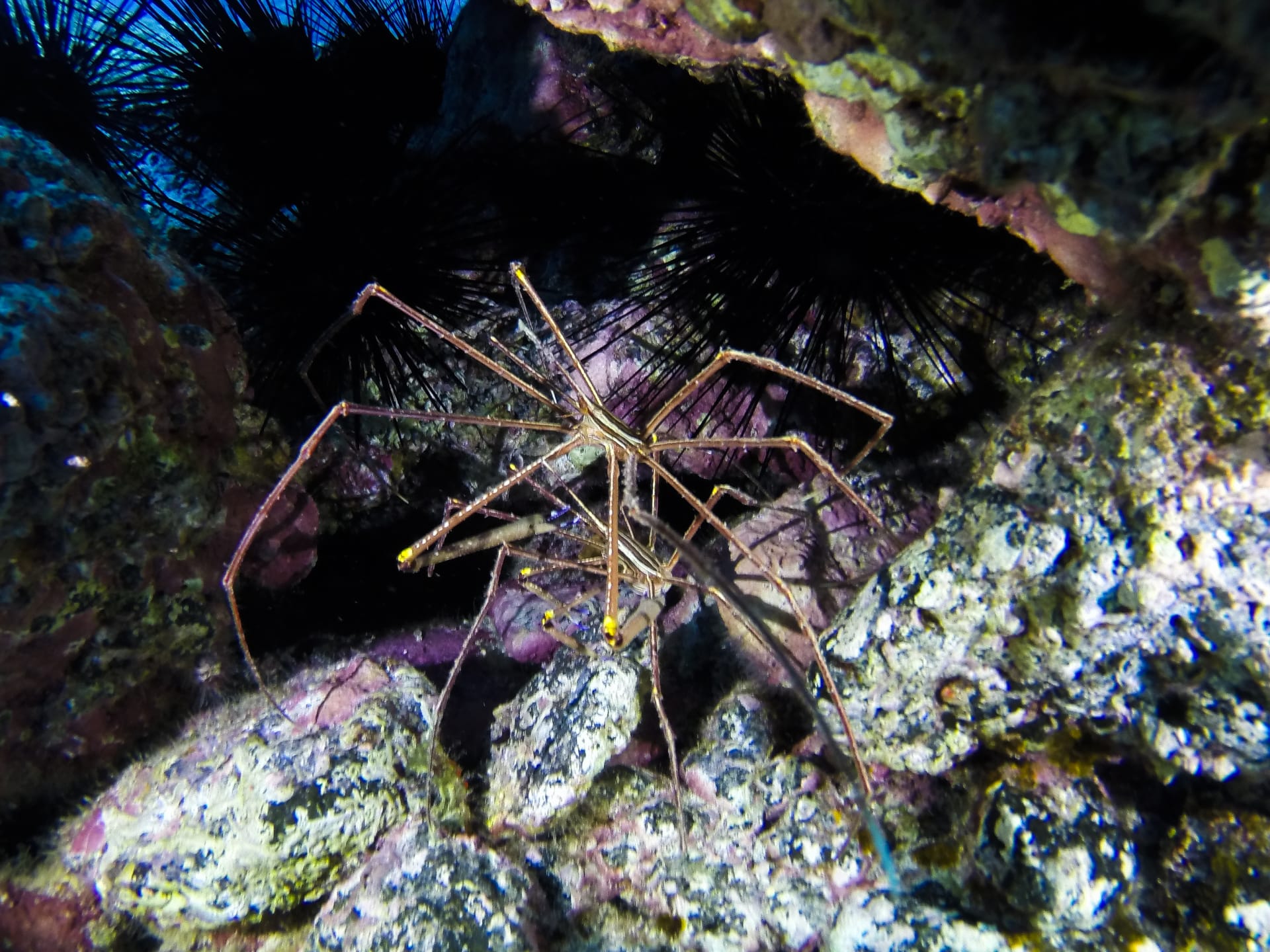 Mořský pavouk připomíná facehuggera