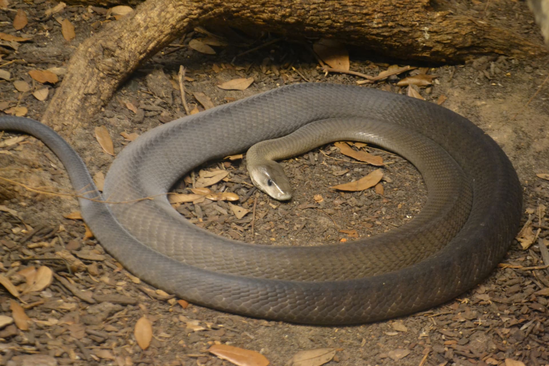 Mamba černá je nejdelší africký jedovatý had