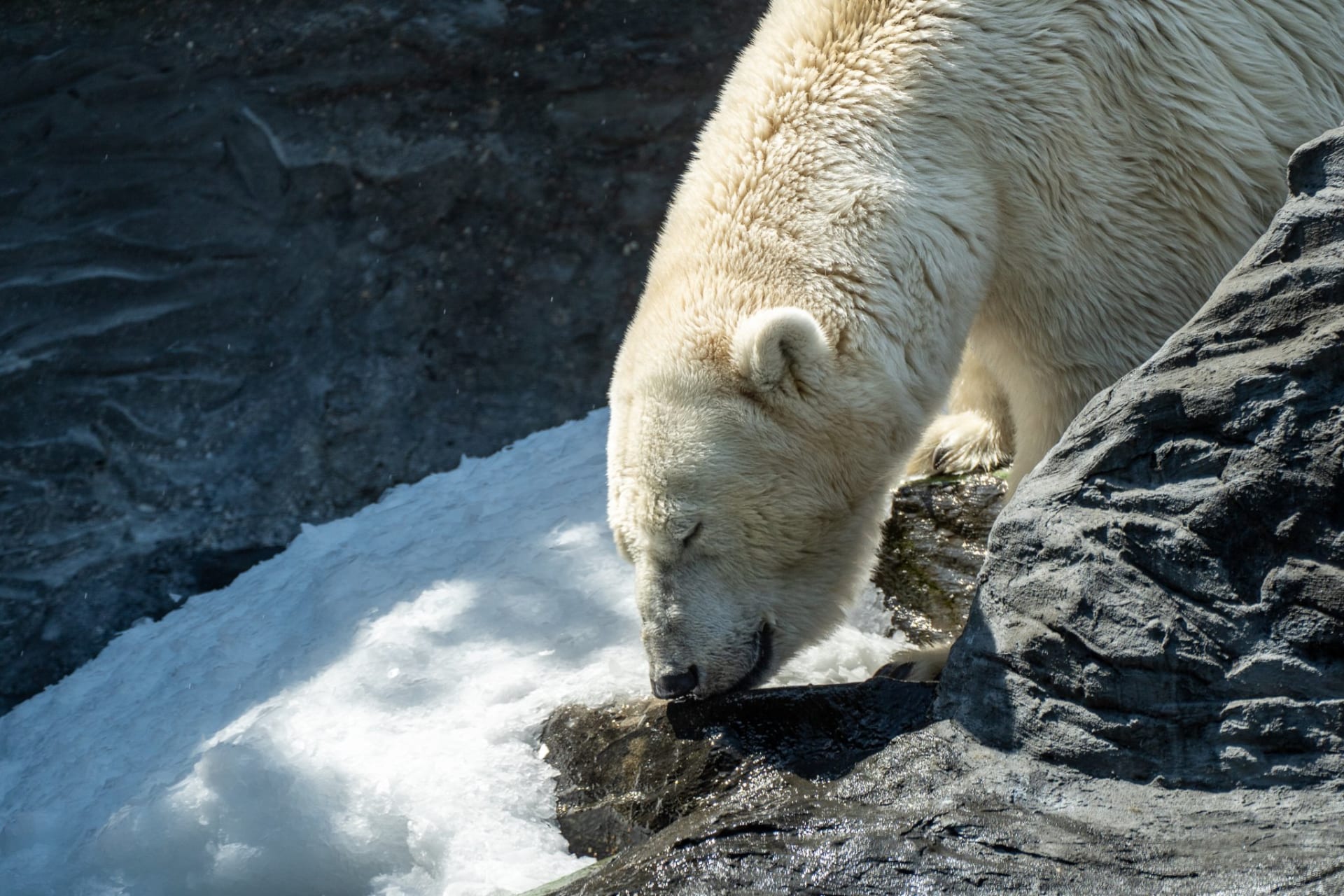 Samice medvěda ledního Berta si užívá sněhu z ledovače.