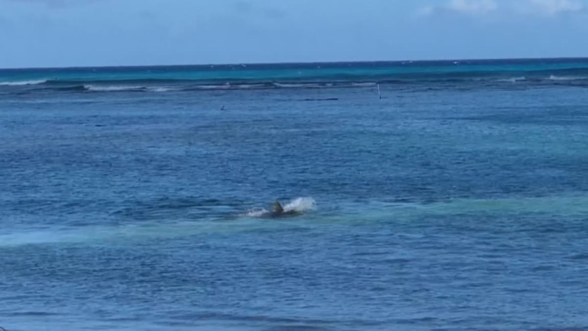 Útok tuleně na plavkyni na Havaji