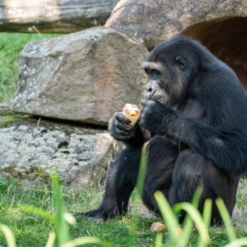Gorilí samec Nuru v Zoo Praha si pochutnává na zmrzlině.