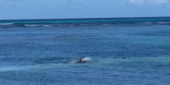 Žralok? Ne, plavkyni v moři napadl tuleň. Útok zachytila kamera, má jednoduché vysvětlení