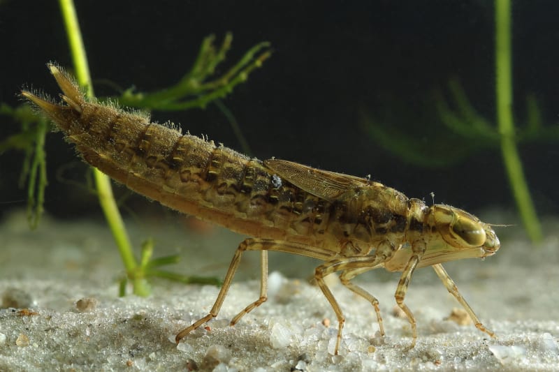 Larva vážky má vystřelovací ústa