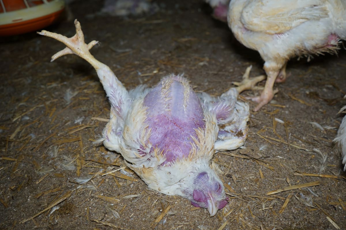 Záběry chtějí obránci zvířat upozornit na podmínky, ve kterých jsou kuřata chovaná.