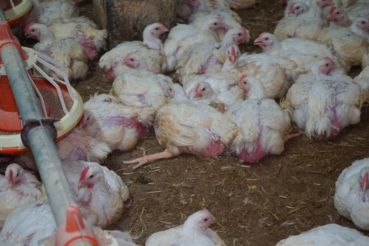 Obránci zvířat tajně natočili kuřata na několika drůbežích farmách.