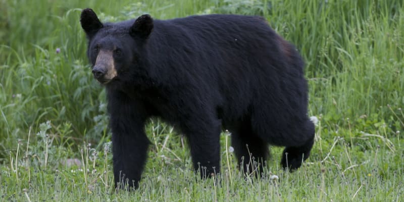 Medvěd černý neboli medvěd baribal (ilustrační foto)