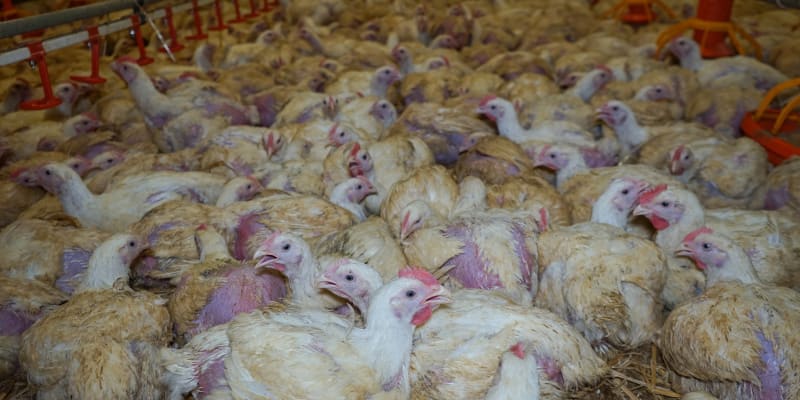 Obránci zvířat tajně natočili kuřata na několika drůbežích farmách.