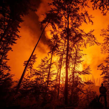 Ničivý požár loni zasáhl i Národní park České Švýcarsko.