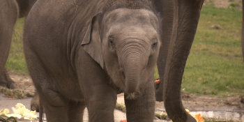 Obávaný sloní virus znovu zabíjel. Zoo přišla o všechna mláďata, strach mají i v Praze