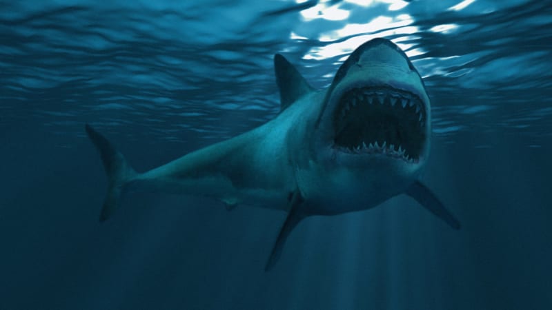 I velký bílý žralok se může stát kořistí
