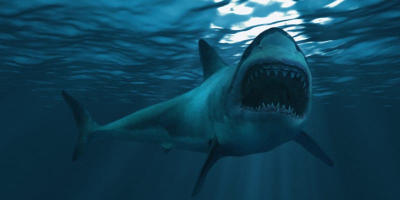 I velký bílý žralok se může stát kořistí