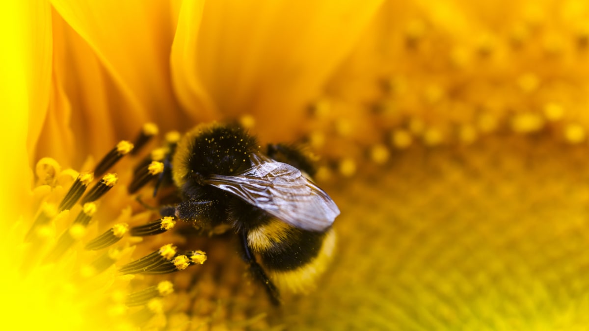 Včely slunečnice vyhledávají pro velké množství pylu