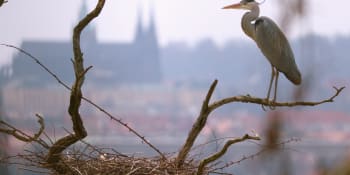 Dokument Planeta Praha: Hlavní město jako džungle plná živočichů
