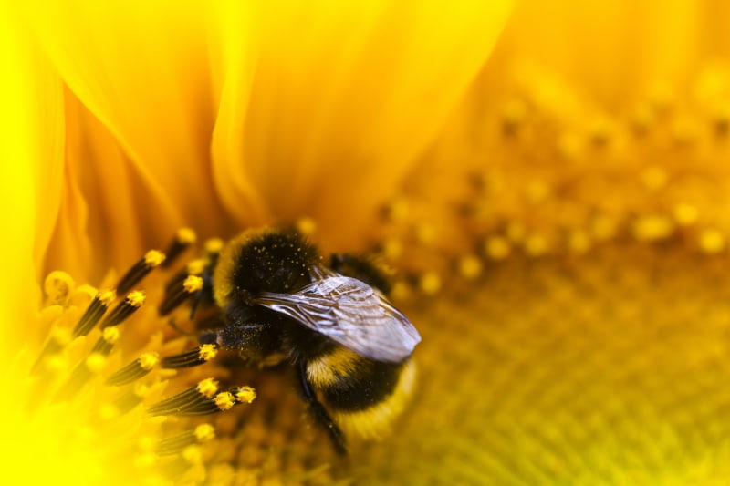 Včely slunečnice vyhledávají pro velké množství pylu