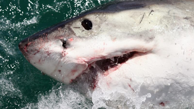Záhadné vraždy žraloků bílých jsou vyřešeny. Pachatele při útoku natočil dron