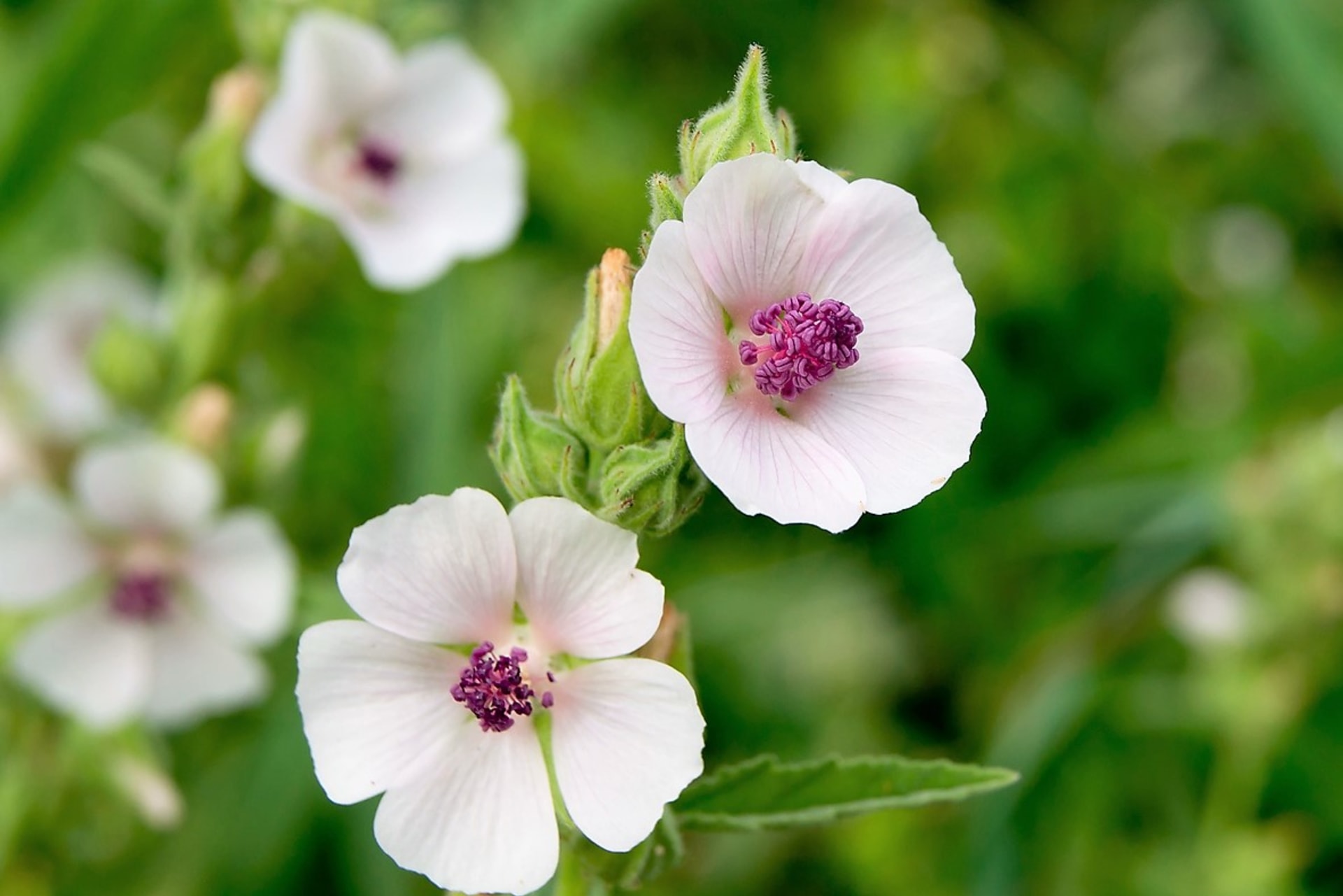 Proskurník lékařský (Althaea officinalis) kvete od července do září bílými, narůžovělými nebo nafialovělými květy, které mají pět okvětních lístků ve tvaru srdce.