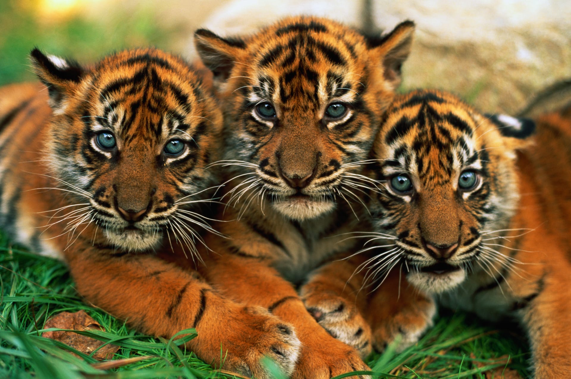 Mláďata kriticky ohroženého tygra sumaterského