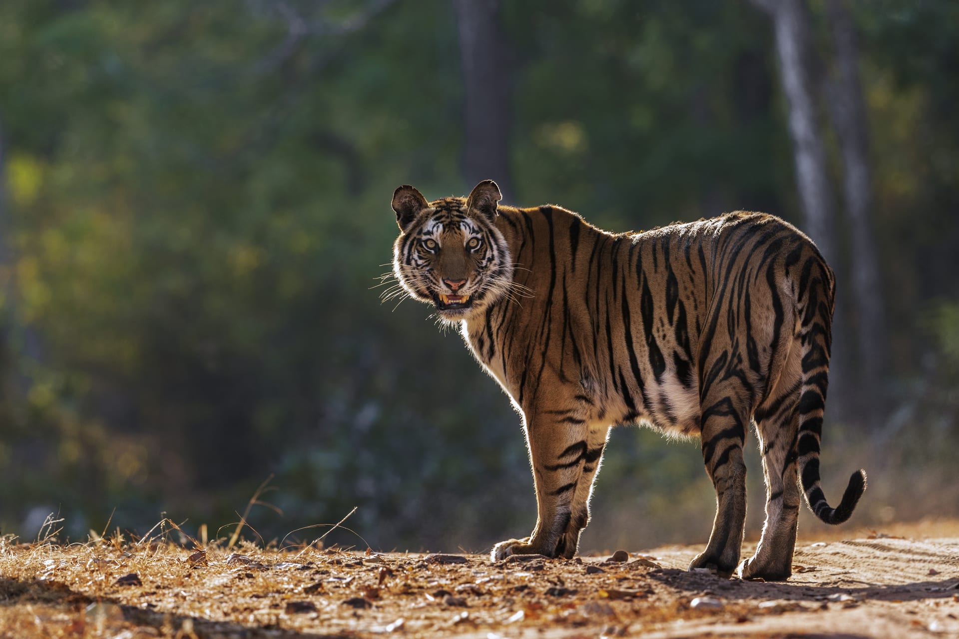 Tygr v indickém národním parku Bandhavgar