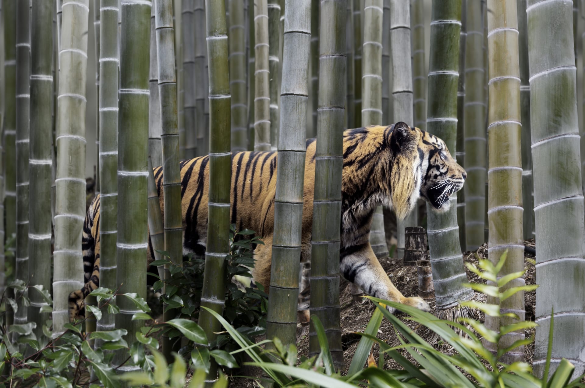 Tygr v bambusovém lese