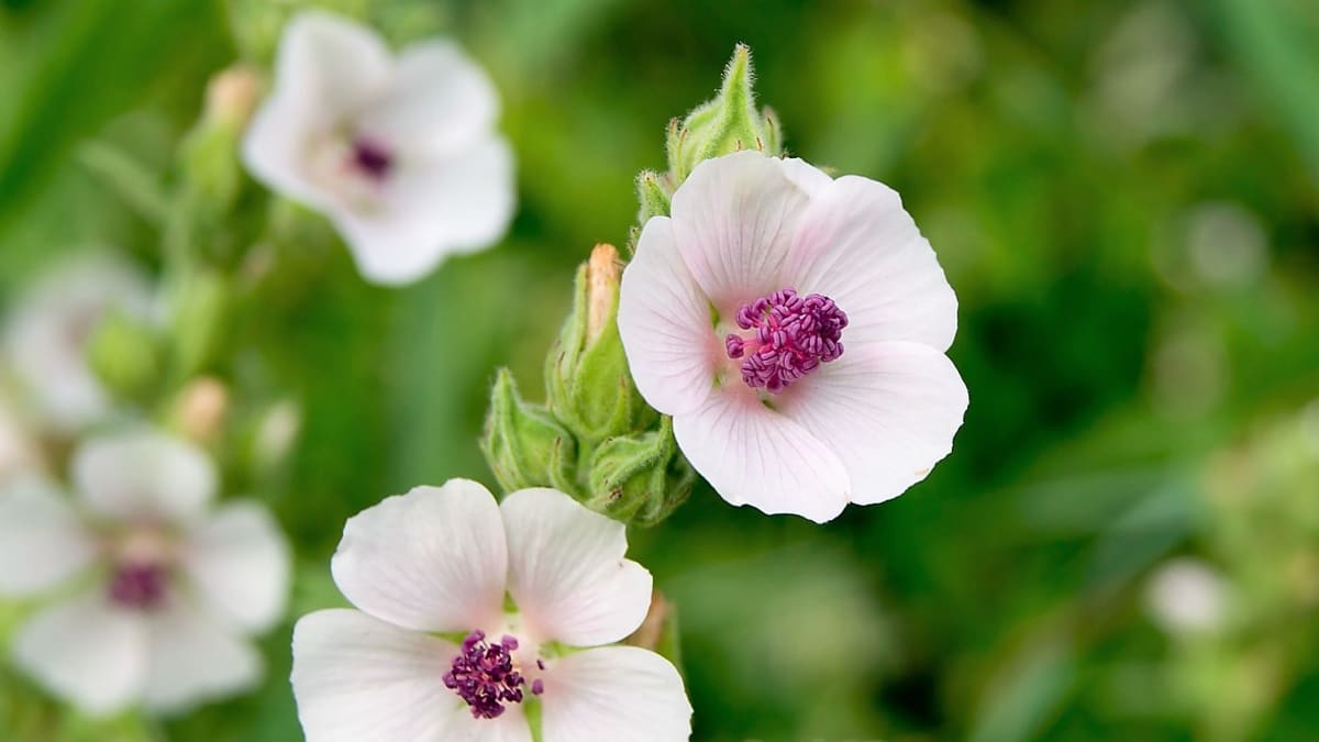 Proskurník lékařský (Althaea officinalis) kvete od července do září bílými, narůžovělými nebo nafialovělými květy, které mají pět okvětních lístků ve tvaru srdce.