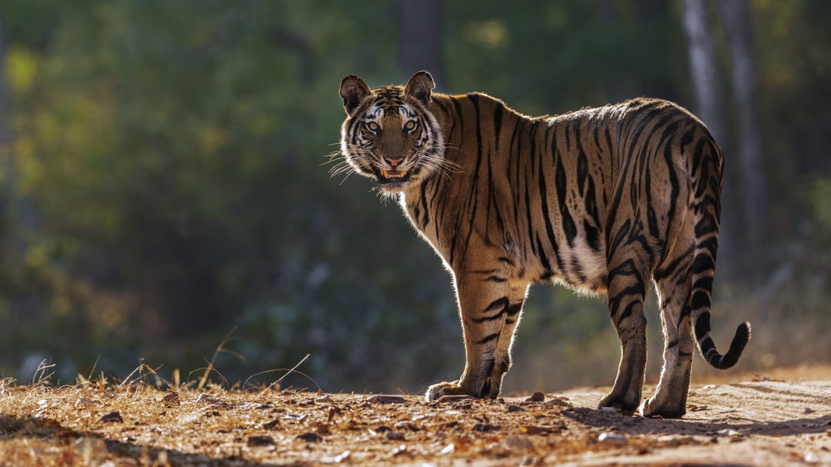 Pětadvacetiletá Archana Choudharyová zápasila s tygrem, který v čelistech svíral jejího syna. (Ilustrační foto)