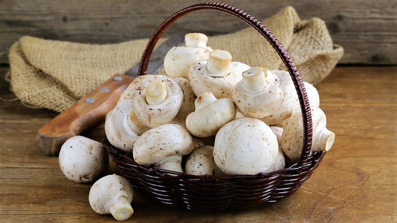 Jsme národ houbařů a chodit do lesa na houby je jeden z nejoblíbenějších koníčků. Smaženice, kulajda a další pokrmy z hub jsou nedílnou součástí české kuchyně. 