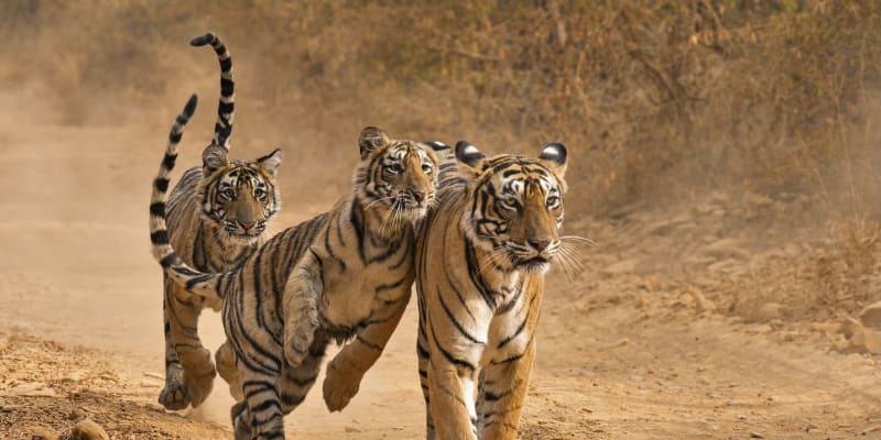 Rodinka tygrů indických - matka se dvěma dospívajícími mláďaty