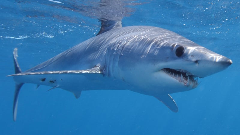 Žralok mako může dosáhnout rychlosti až 74 km/h.