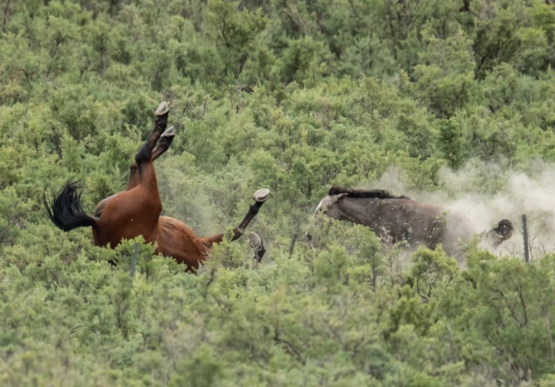 Odchyt divokých koní a oslů v ColoraduOdchyt divokých koní a oslů v Coloradu