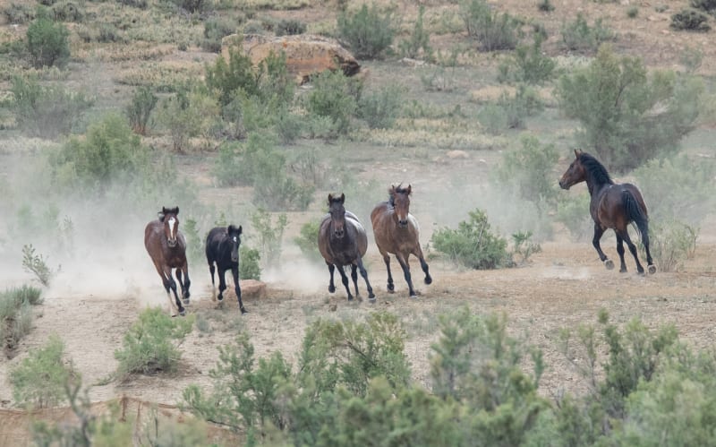 Odchyt divokých koní a oslů v Coloradu
