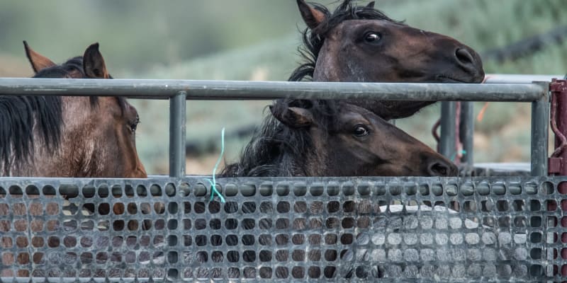 Odchyt divokých koní a oslů v Coloradu