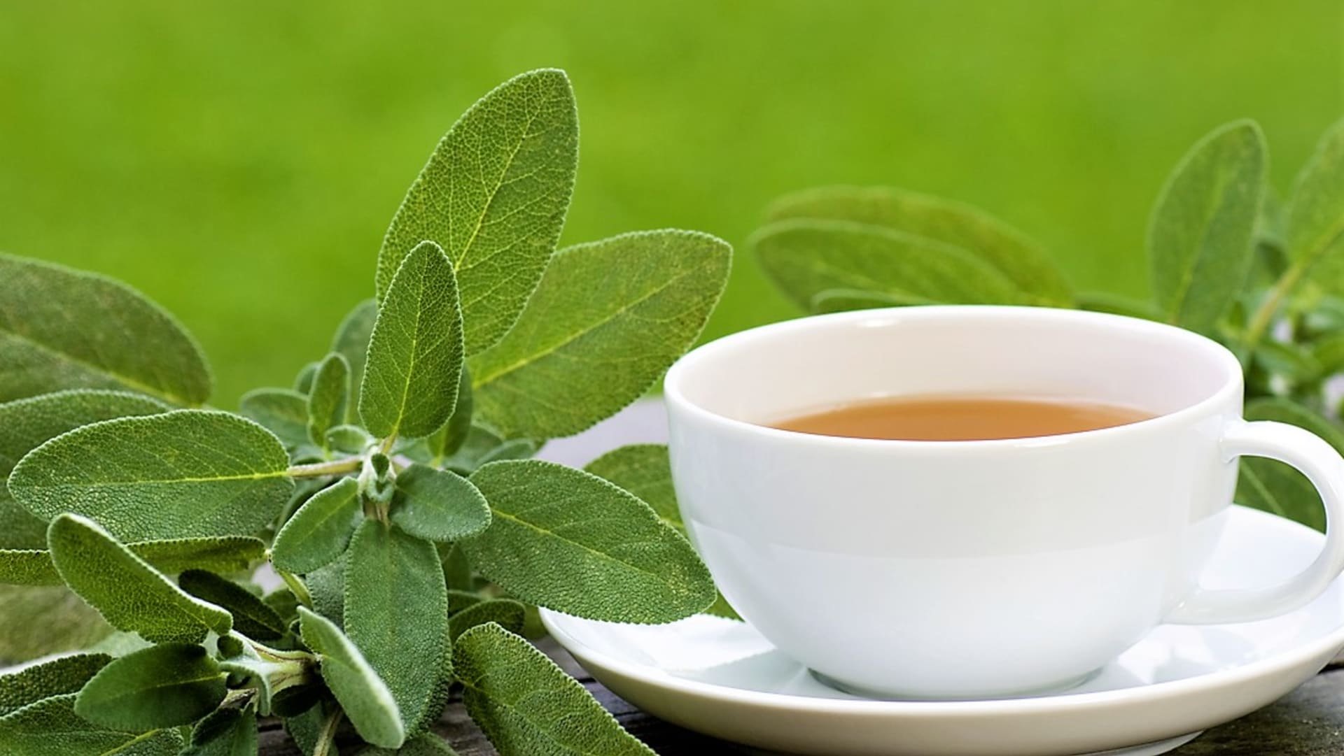Proti pocení je nejúčinnější bylinkou šalvěj! Zkuste čaj, kapky a koupel