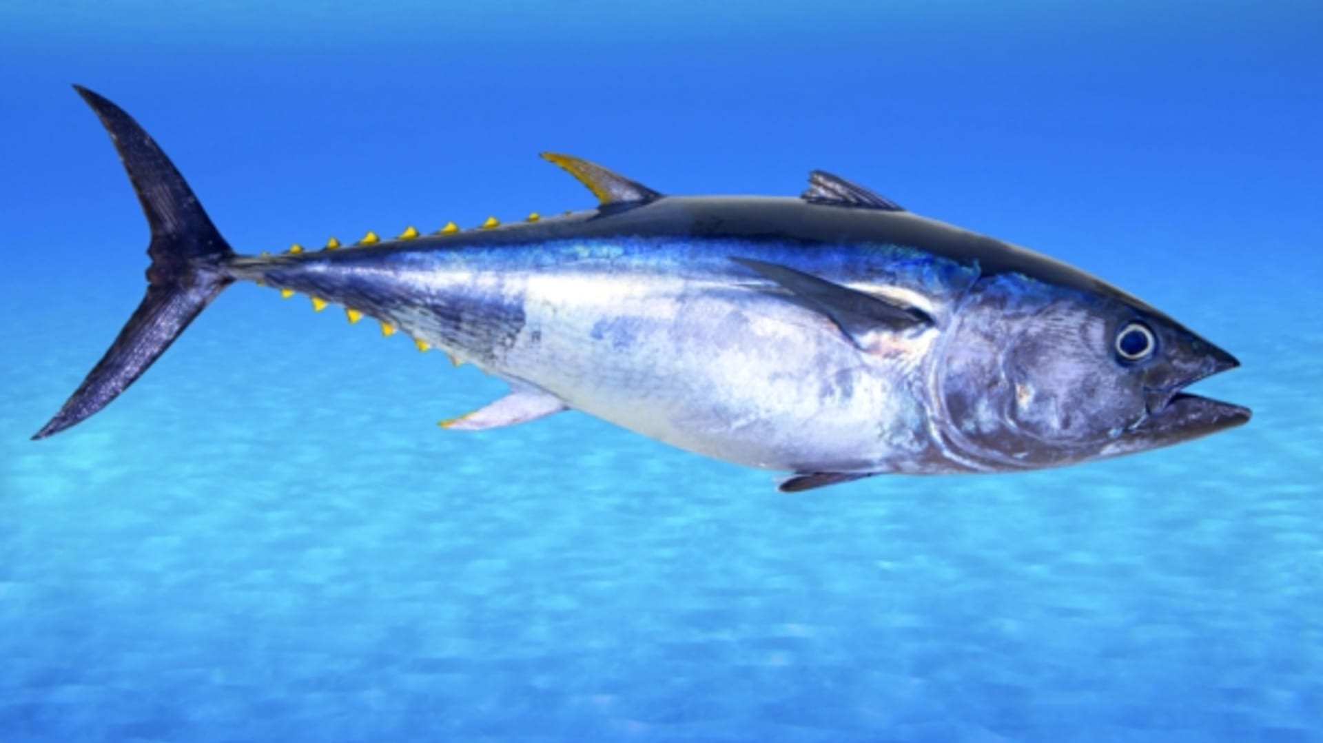 Tuňák - mořský favorit v rybí kuchyni