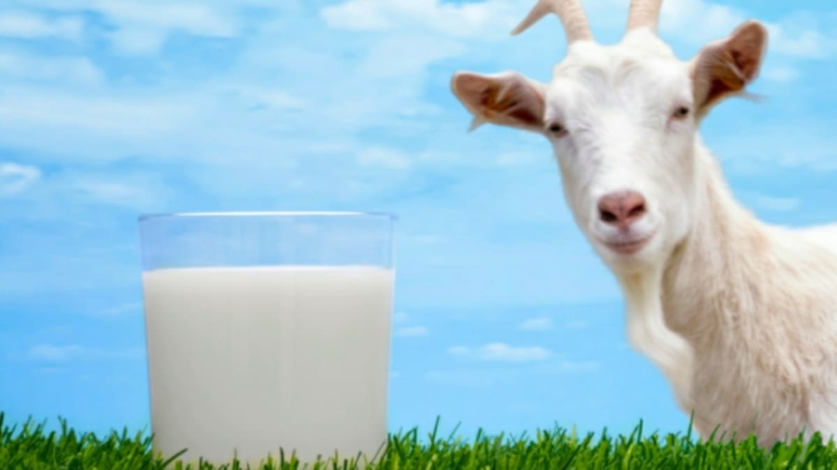 Kozí mléko - elixír zdraví
