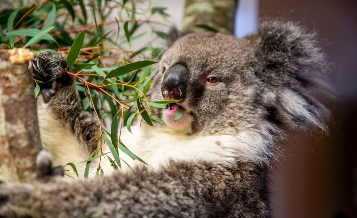 Jeden koala medvídkovitý překvapil ženu, které si ho chtěla pohladit. (Ilustrační foto)
