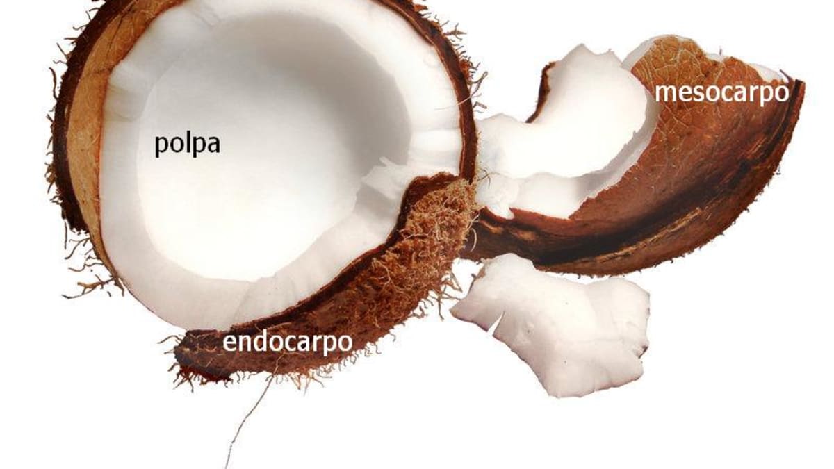 Kokosový ořech (Primární fotografie)