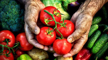 Rajčata patří mezi nejoblíbenější letní druhy zeleniny