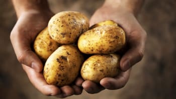Varné typy brambor – víte, z čeho uvaříte nejlepší škubánky a bramborový salát snů?