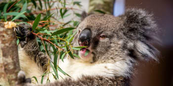 Agresivní koala vyděsil turistku. Chtěla si ho pohladit, skončila v šoku na zemi